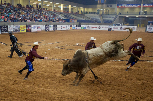 bull fighting at koben pbr